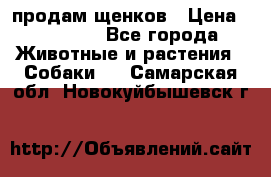 продам щенков › Цена ­ 15 000 - Все города Животные и растения » Собаки   . Самарская обл.,Новокуйбышевск г.